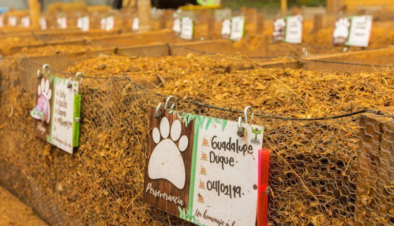 cementerio de animales, cementerio de mascotas, eutanasia en perros, funerarias para mascotas, cremacion de mascotas, funeral pet, capillas de la fe mascotas, servicios funerarios para mascotas, funeraria de mascotas, tierra de mascotas, cremacion de mascotas gratis, cremapets, cremacion de mascotas cali, funeraria mascotas, eutanasia en perros precio, cementerio funeravet, inyeccion para sacrificar perro, eutanasia para perros, funeraria para perro, funeraria para perros, cementerio para mascotas, funeraria la fe mascotas, precio de la eutanasia para perros en colombia, servicios funerarios para mascotas precios.