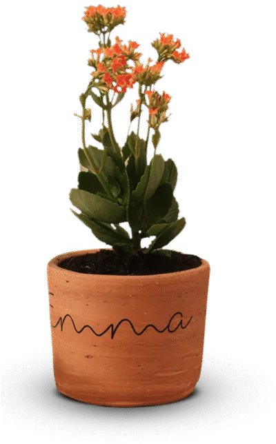 Funeraria para Mascotas, &iexcl;Bienvenido a Pleia, la primera funeraria natural de mascotas en Medell&iacute;n y Colombia!