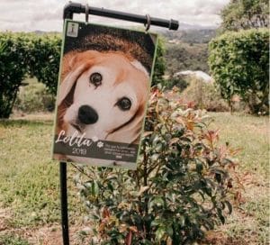 blog, Pleia Noticias