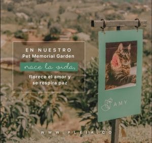 blog, Pleia Noticias