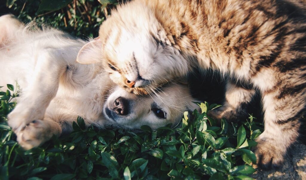 funerales para mascotas, Funerales para Mascotas: Dando un Adiós Respetuoso y Sostenible a tu Amigo Peludo