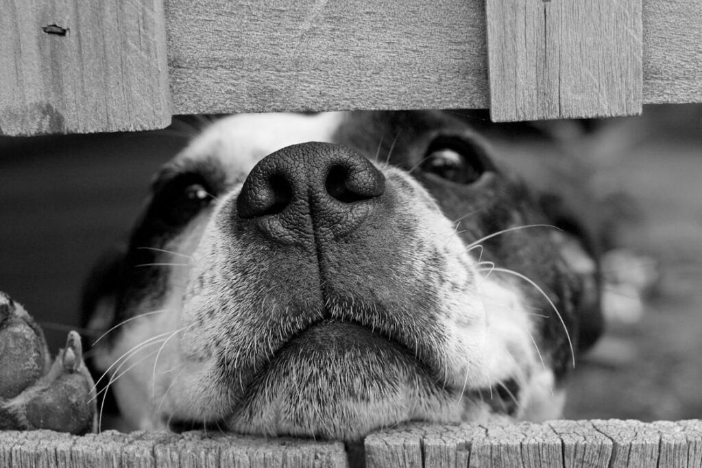 compostaje de mascotas, Una nueva vida &#8216;verde&#8217; para tu mascota: &#8220;es bueno sentir que una parte de gerónimo aún está conmigo&#8221;