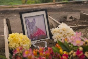 calamidad por muerte de mascota